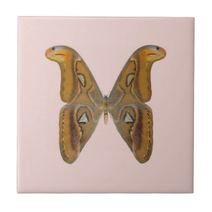 Azulejo De Cerâmica Mariposa Atlas