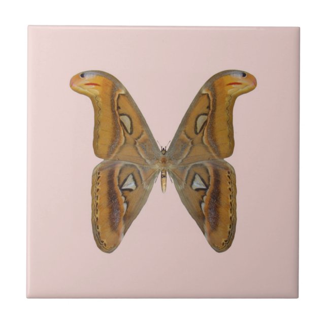 Azulejo De Cerâmica Mariposa Atlas (Frente)