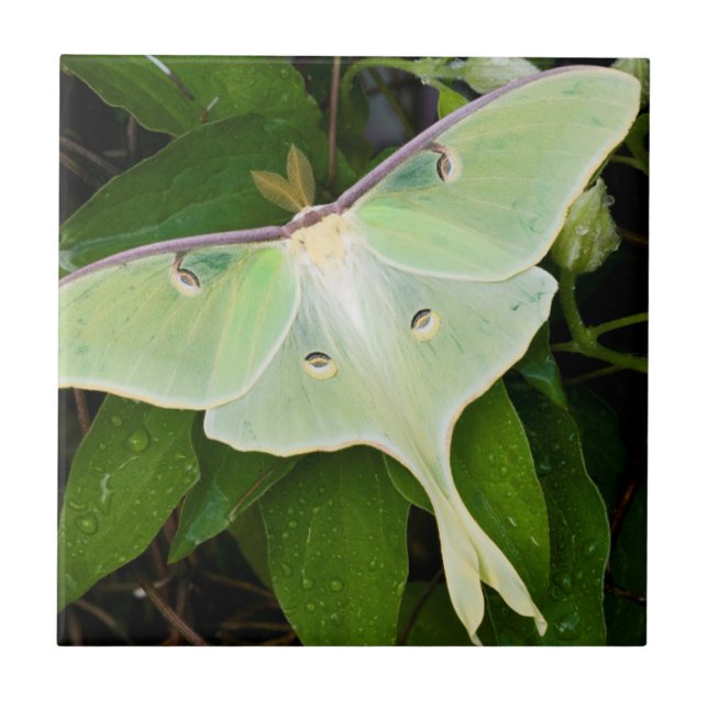 Azulejo De Cerâmica Mariposa Lunar em Clematite de Carnaby (Frente)