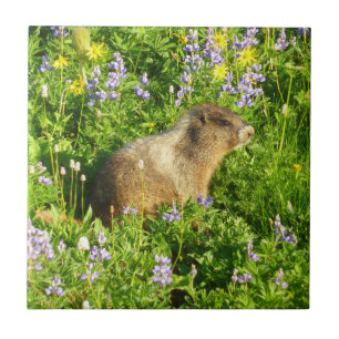 Azulejo De Cerâmica Marmot no Monte Rainier Wildflower