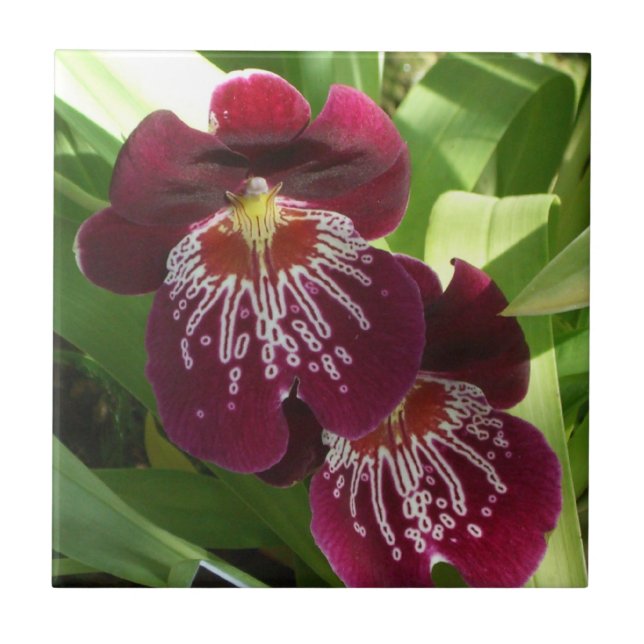 Azulejo De Cerâmica Maroon Orchids II Elegante Floral (Frente)