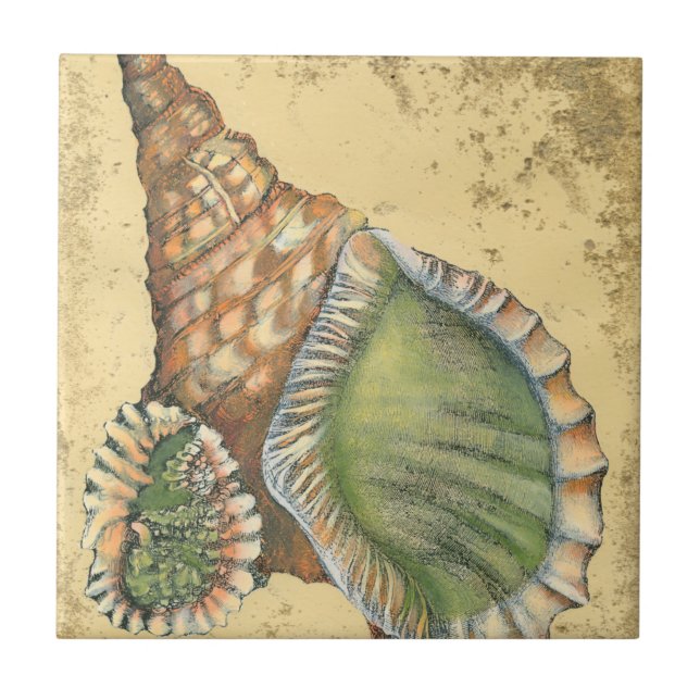 Azulejo De Cerâmica Marrom e Seashell Verde (Frente)