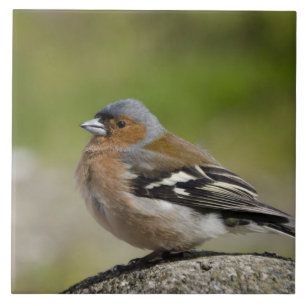 Azulejo De Cerâmica Masculino Chaffinch (WILD: Fringilla coelebs)