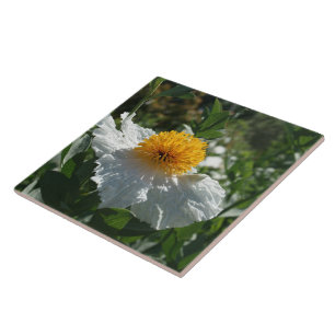 Azulejo De Cerâmica Matilija Poppy do Coulter