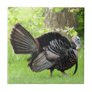 Azulejo De Cerâmica Mature Male Wild Turkey Exibindo Penas