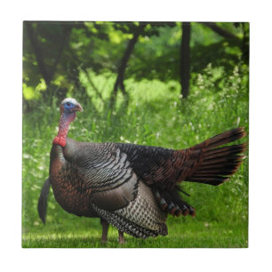 Azulejo De Cerâmica Mature Male Wild Turkey Exibindo Penas
