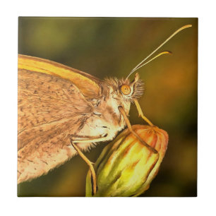 Azulejo De Cerâmica Meadow Brown Beauily Button Art