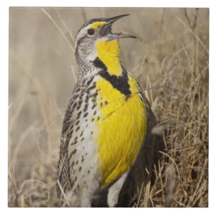 Azulejo De Cerâmica Meadowlark ocidental (neglecta de Strunella)