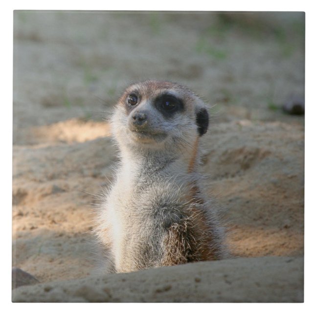 Azulejo De Cerâmica Meerkat 004 (Frente)