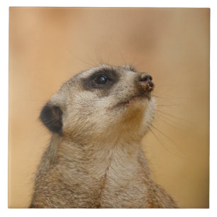 Azulejo De Cerâmica Meerkat 011