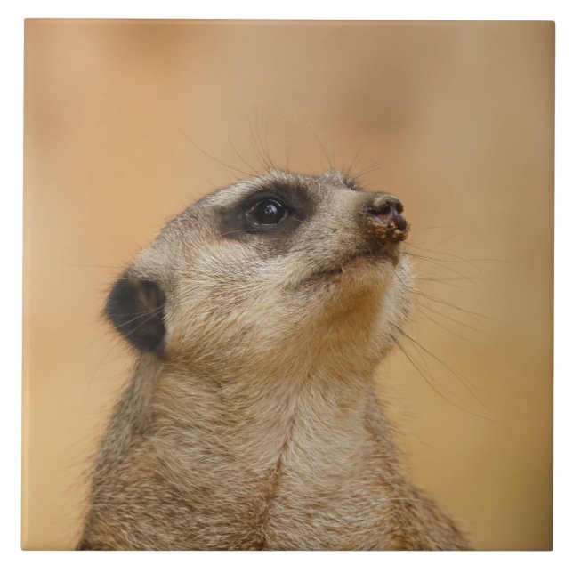 Azulejo De Cerâmica Meerkat 011 (Frente)