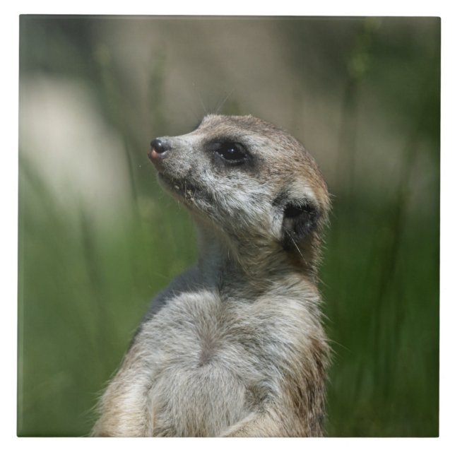 Azulejo De Cerâmica Meerkat 015 (Frente)