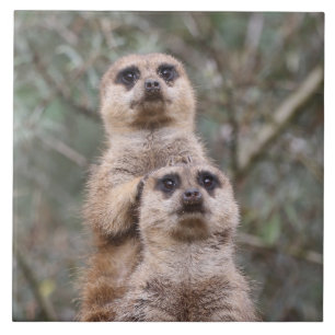 Azulejo De Cerâmica Meerkat 035