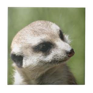 Azulejo De Cerâmica Meerkat_20171201_by_JAMFoto
