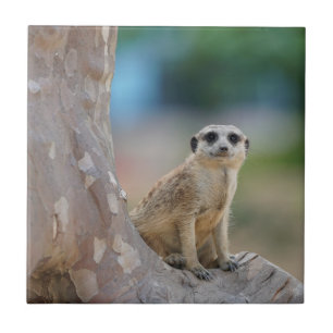 Azulejo De Cerâmica Meerkat bonito na árvore