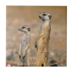 Azulejo De Cerâmica Meerkat (Suricata Suricatta) Sentinelas, Karas