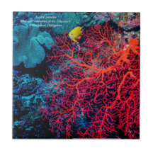 Memória do Oceano / Cenário de recife de coral