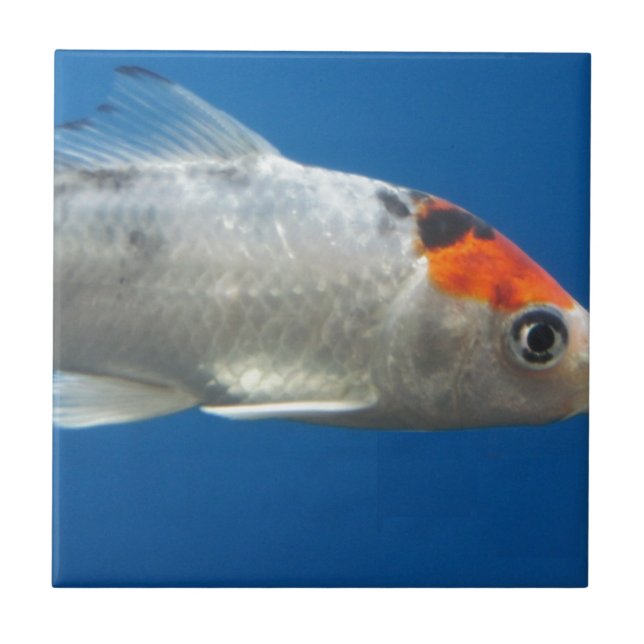 Azulejo De Cerâmica Meu Peixe de Peixe Koi (Frente)