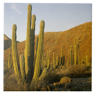 Azulejo De Cerâmica México, Baja, Ilha de Santa Catalina, Mar de