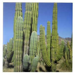 Azulejo De Cerâmica México, Sonora, San Carlos. Saguaro & Organ Pipe