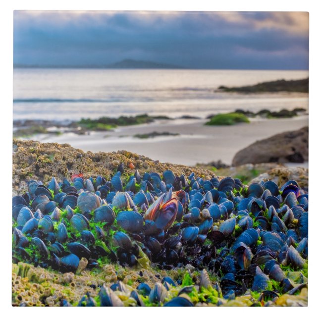 Azulejo De Cerâmica Mexilhão (Frente)