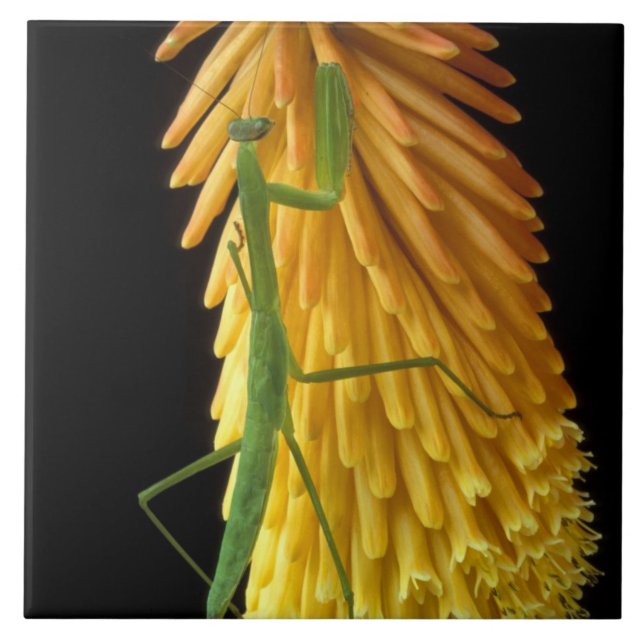 Azulejo De Cerâmica Michigan, Rochester Colinas. Rezando Mantis em Ver (Frente)