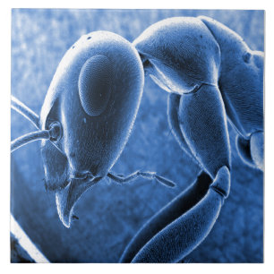 Azulejo De Cerâmica Micrografia Nano do microscópio de elétron da