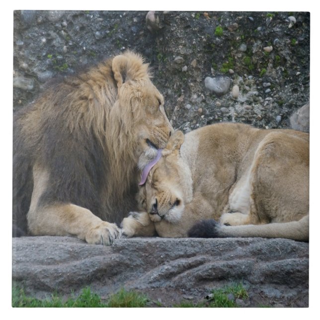 Azulejo De Cerâmica Mighty Lion Love (Frente)