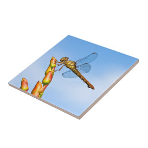 Azulejo De Cerâmica milhas atrás de mim