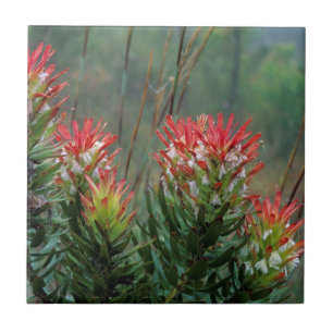 Azulejo De Cerâmica Mimetes Comuns (Mimetes Cucullatus)