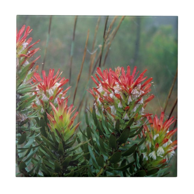 Azulejo De Cerâmica Mimetes Comuns (Mimetes Cucullatus) (Frente)