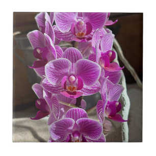 Azulejo De Cerâmica Mini Phalaenopsis Sogo Vivien Purple Orchid Flower