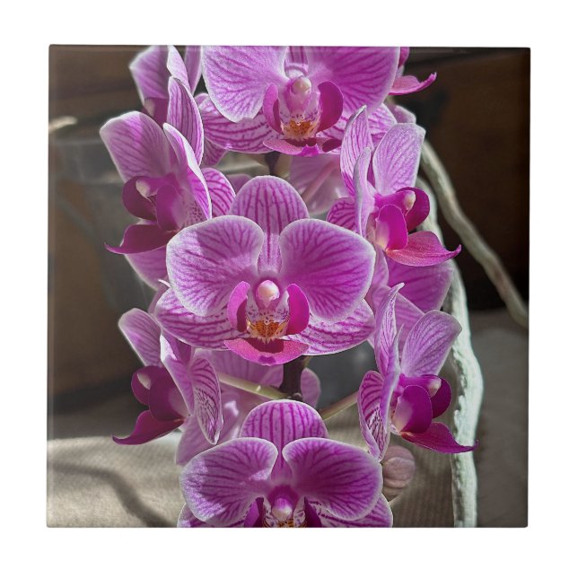 Azulejo De Cerâmica Mini Phalaenopsis Sogo Vivien Purple Orchid Flower (Frente)