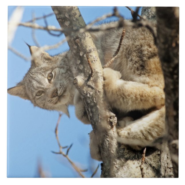 Azulejo De Cerâmica Mischievous Lynx (Frente)