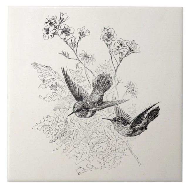 Azulejo De Cerâmica Modelo dos pássaros da antiguidade do colibri do (Frente)