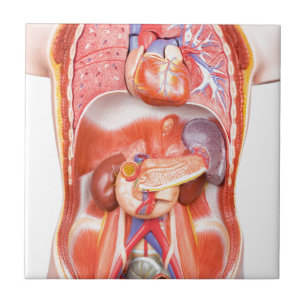 Azulejo De Cerâmica Modelo humano do corpo do torso com órgãos