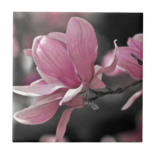 Azulejo De Cerâmica Molho Rosa Japonês Magnolia
