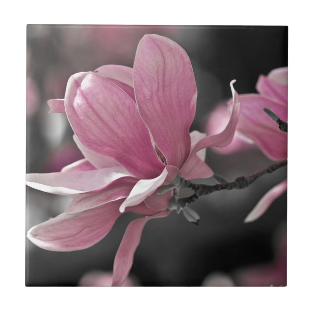 Azulejo De Cerâmica Molho Rosa Japonês Magnolia (Frente)