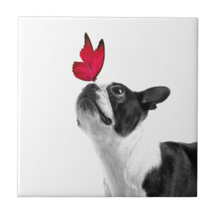 Azulejo De Cerâmica Mollie menino de rato Boston Terrier
