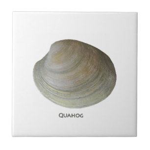 Azulejo De Cerâmica Moluscos do Quahog