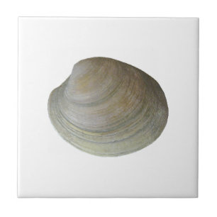 Azulejo De Cerâmica Moluscos do Quahog (intitulados)