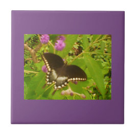 Azulejo De Cerâmica Monarca Preta Molhada Roxa