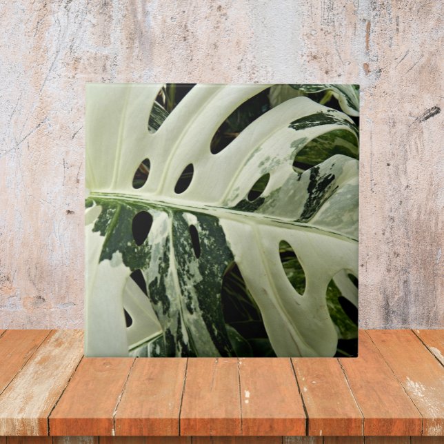 Azulejo De Cerâmica Monstera Plant Botânica Variegada (In Situ)