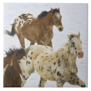 Azulejo De Cerâmica Montanhas Big Horn, Cavalos correndo na neve