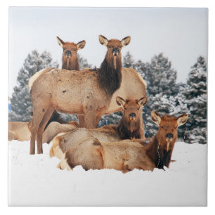 Azulejo De Cerâmica Montanhas Bridger Cow Elk Grande 6" x 6"