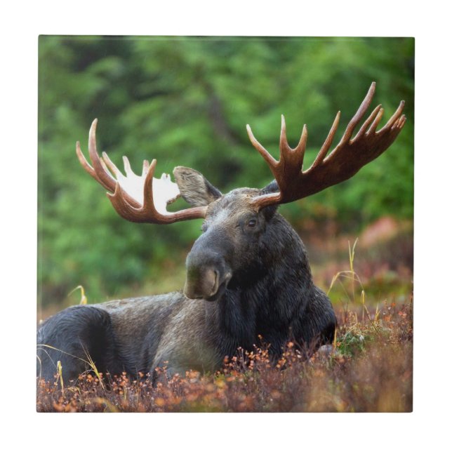 Azulejo De Cerâmica Moose (Frente)
