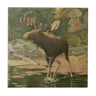 Azulejo De Cerâmica Moose Caminhando na Água