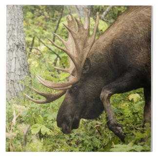 Azulejo De Cerâmica Moose Sensante