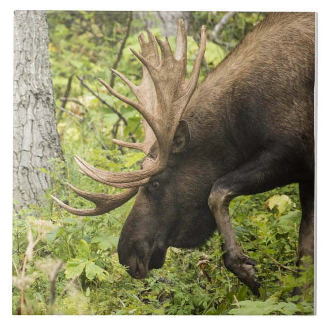 Azulejo De Cerâmica Moose Sensante (Frente)