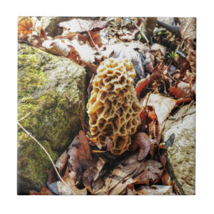 Azulejo De Cerâmica Morel Mushroom na Natureza